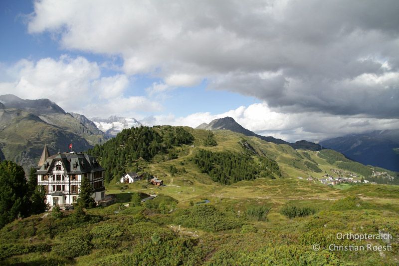 Umgebung der Villa Cassel, Zwergstrauchheide - CH, VS, Riederalp, 09.08.2011