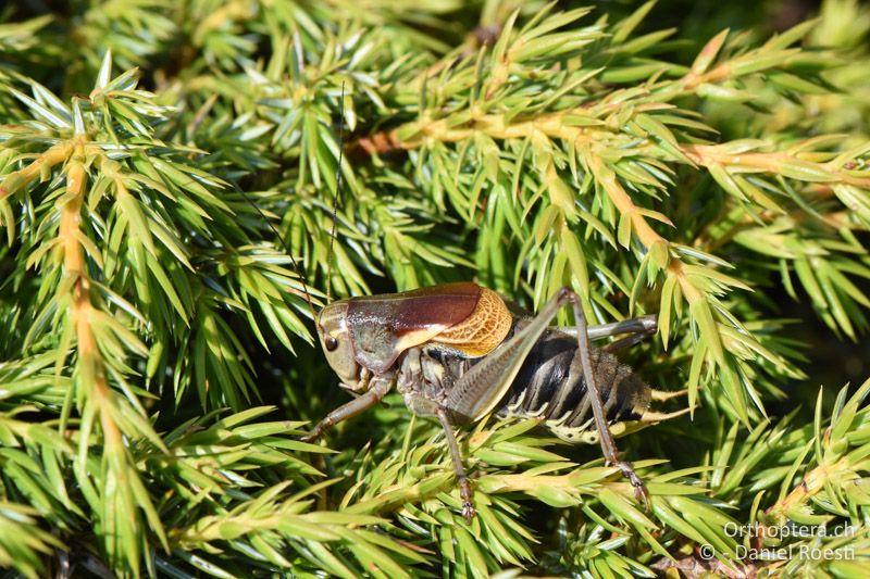 Psorodonotus fieberi ♂ - BG, Blagoewgrad, Pirin-Gebirge, 12.07.2018