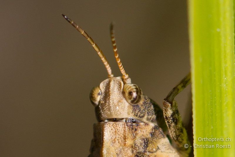 Kopf von Tetrix subulata ♂. Der Kopfgipfel ragt im Gegensatz zu demjenigen von Tetrix ceperoi nach vorne deutlich winklig über die Augen hinaus - CH, VD, Cudrefin, 06.09.2013