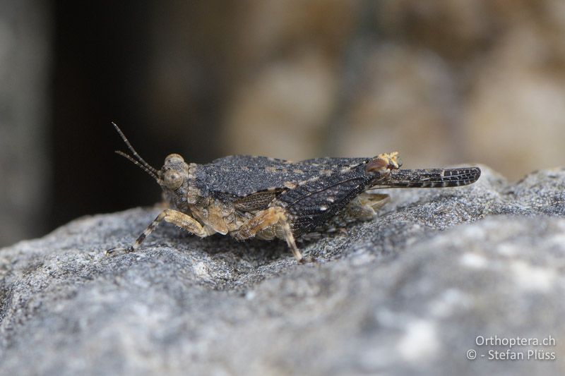 Paratettix meridionalis ♂ - GR, Zentralmakedonien, Volvi-See, 04.07.2017