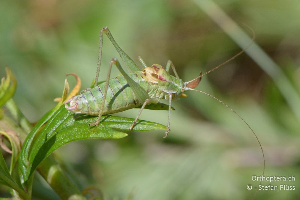 Poecilimon ampliatus ♂ - HR, Istrien, Brest, 25.07.2015