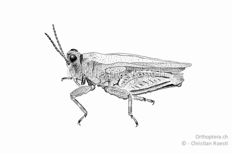 Habitus von Tetrix tuerki ♂. Die Art wirkt untersetzt und das Halsschild ist relativ flach.