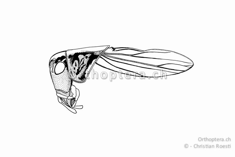 Kopf, Halsschild und Vorderflügel von Metrioptera brachyptera ♂. Die Flügel sind am Ende zugespitzt.