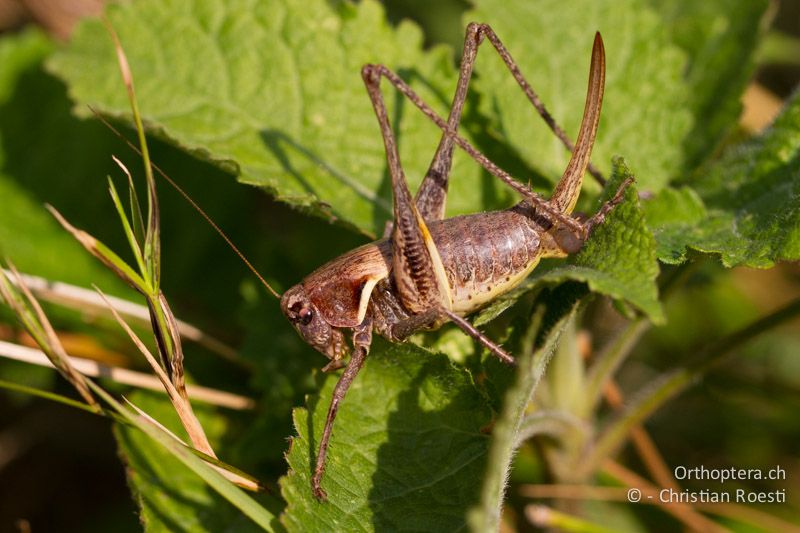 Pholidoptera aptera ♀ - CH, TI, Monte im Muggiotal, 04.09.2013
