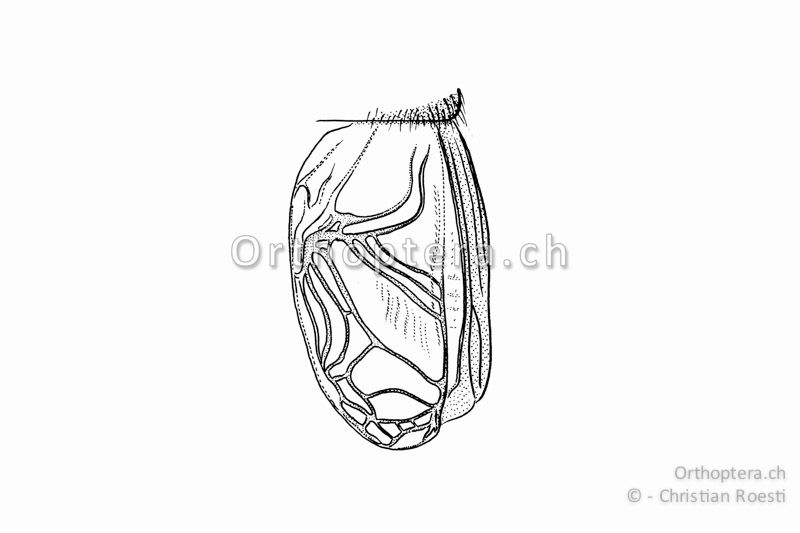 Rechter Vorderflügel von Modicogryllus frontalis ♂.