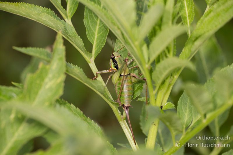 Eupholidoptera schmidti ♀ - HR, Istrien, Motovun, 24.07.2014