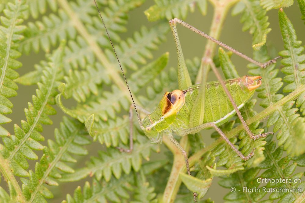 Poecilimon zimmeri ♂ - GR, Mittelgriechenland, Mt. Parnassos, 10.06.2015