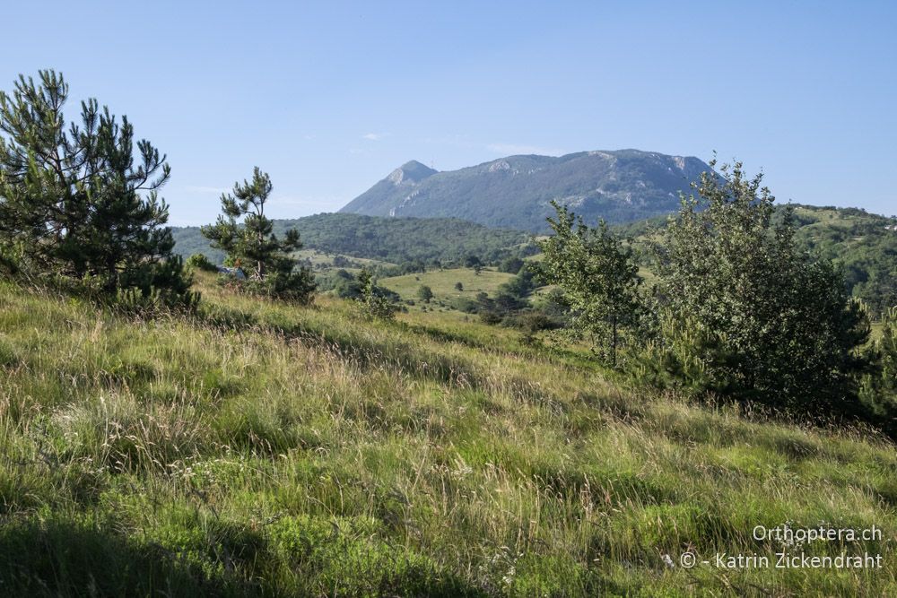 Lebensraum von Ortolan und Schwarzstirnwürger - HR, Primorje-gorski Kotar, Mala Učka, 22.06.2016