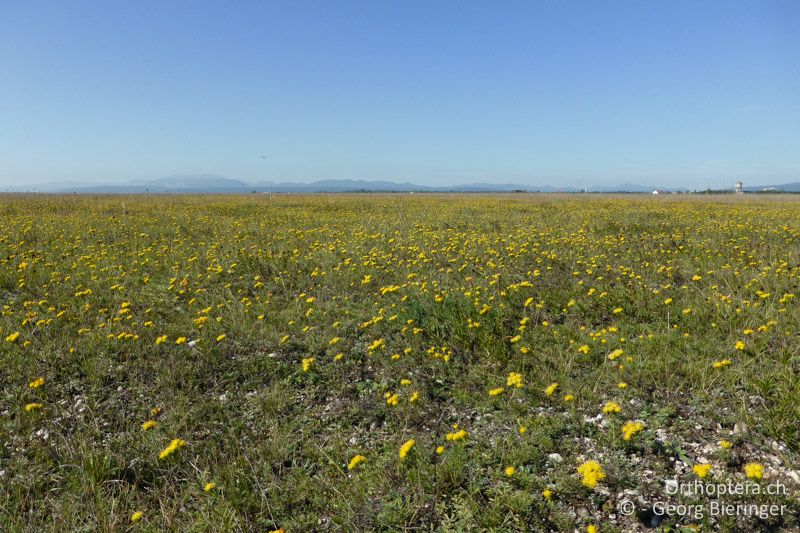 Junge Brandfläche innerhalb einer grossflächigen Federgras-Steppe (hier mit blühenden Goldschopf-Astern) - AT, Niederösterreich, Schiessplatz Felixdorf, 28.09.2014