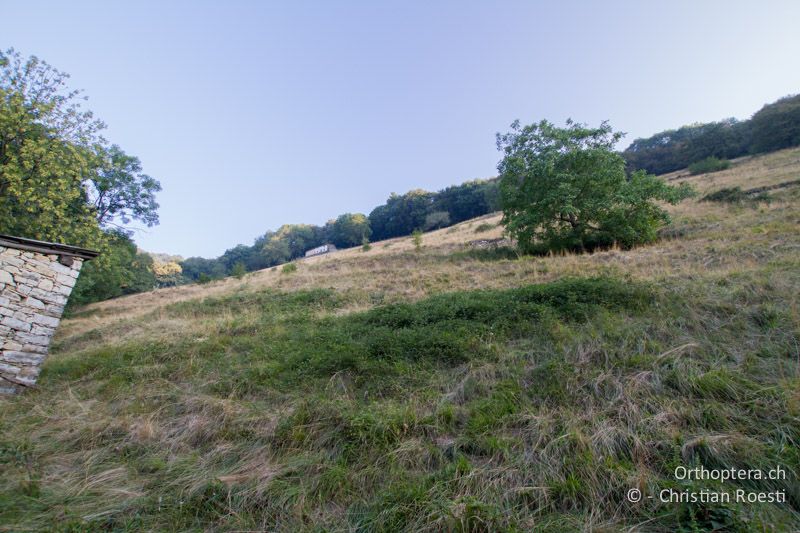 Brombeerhecken und extensive Weide - CH, TI, Monte im Muggiotal, 04.09.2013