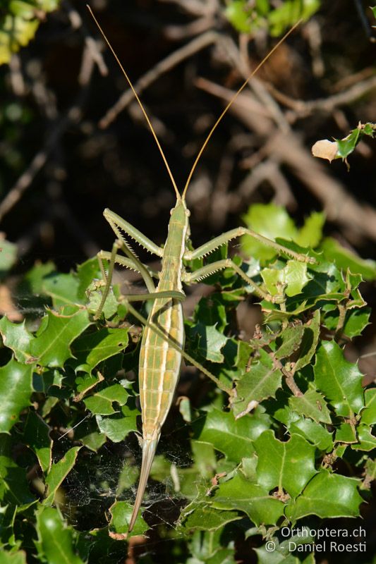 Saga campbelli ♀ - GR, Zentralmakedonien, Efkarpia, 05.07.2017