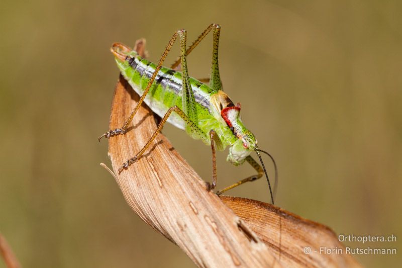 Poecilimon gracilis ♂ - GR, Westmakedonien, Mt. Varnous, 21.07.2012