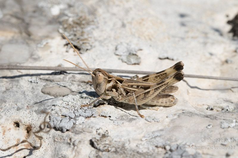 Dociostaurus anatolicus ♂ - GR, Zentralmakedonien, Alistrati,05.07.2017