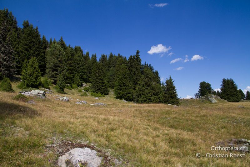 Weide auf 2000 m - CH, VS, Riederalp, 13.07.2011