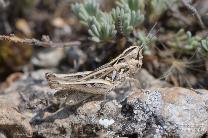 Felsgrashüpfer (Omocestus petraeus) ♀ - GR, Westmakedonien, Akrini, 14.07.2017