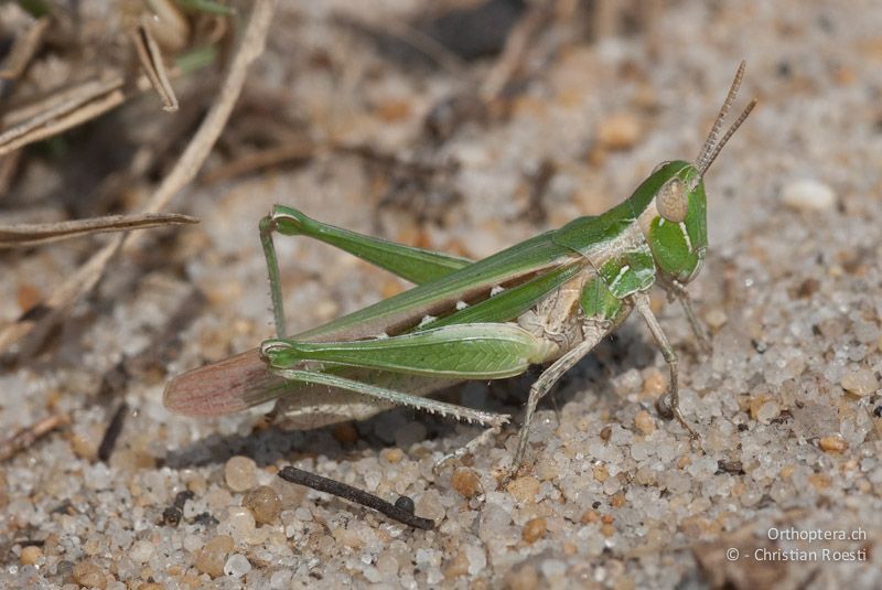Caelephorus compressicornis, Weibchen