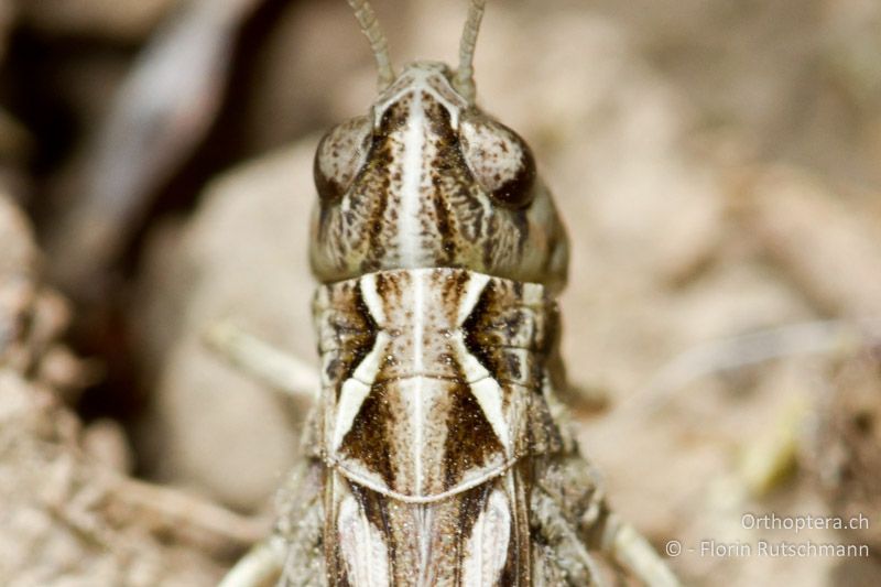 Halsschild von Myrmeleotettix maculatus ♀ - GR, Epirus, Mt. Smolikas, 20.07.2011