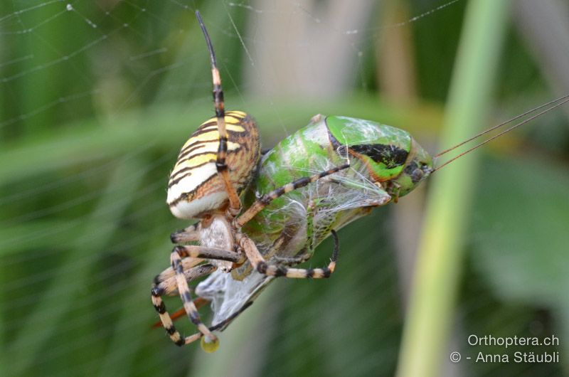Wespenspinne (Argiope bruennichi) ♀ mit erbeuteter Eupholidoptera schmidti - HR, Istrien, Bijele Zemljel, 25.07.2015