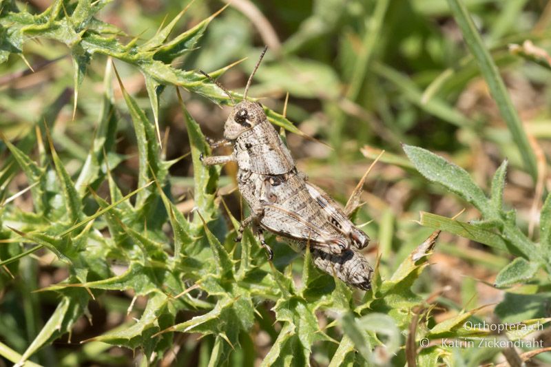 Podisma pedestris ♀, Larve - GR, Ostmakedonien, Mt. Pangeon, 06.07.2017