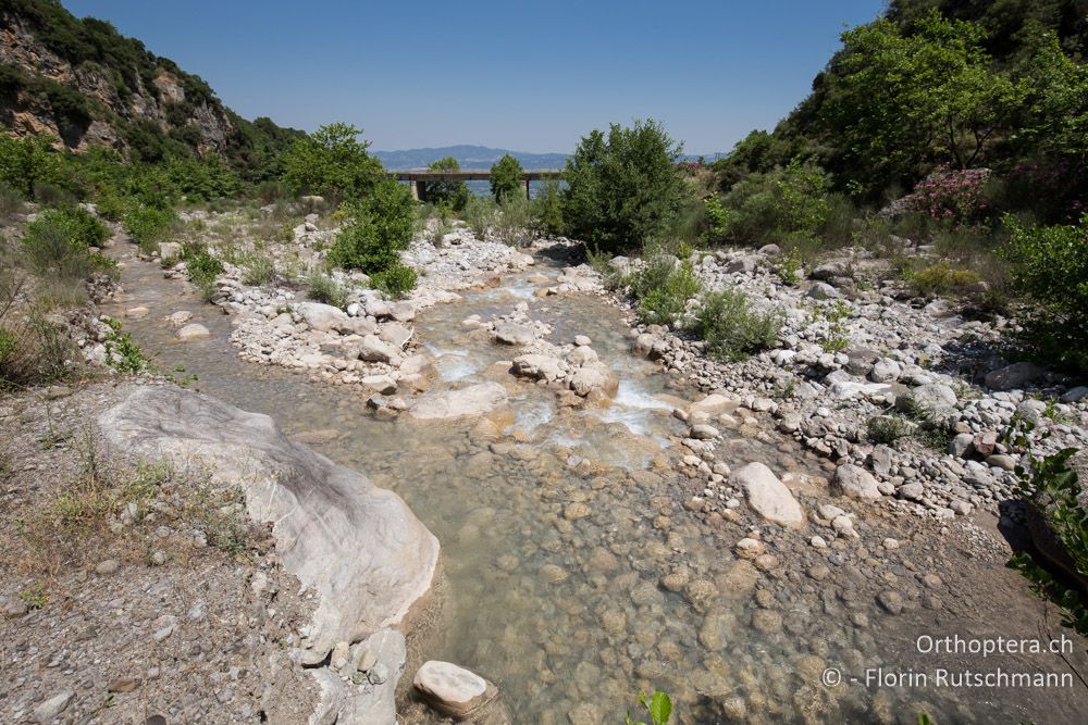 Spannende Alluvionen - GR, Mittelgriechenland, Mt. Iti, 14.06.2015