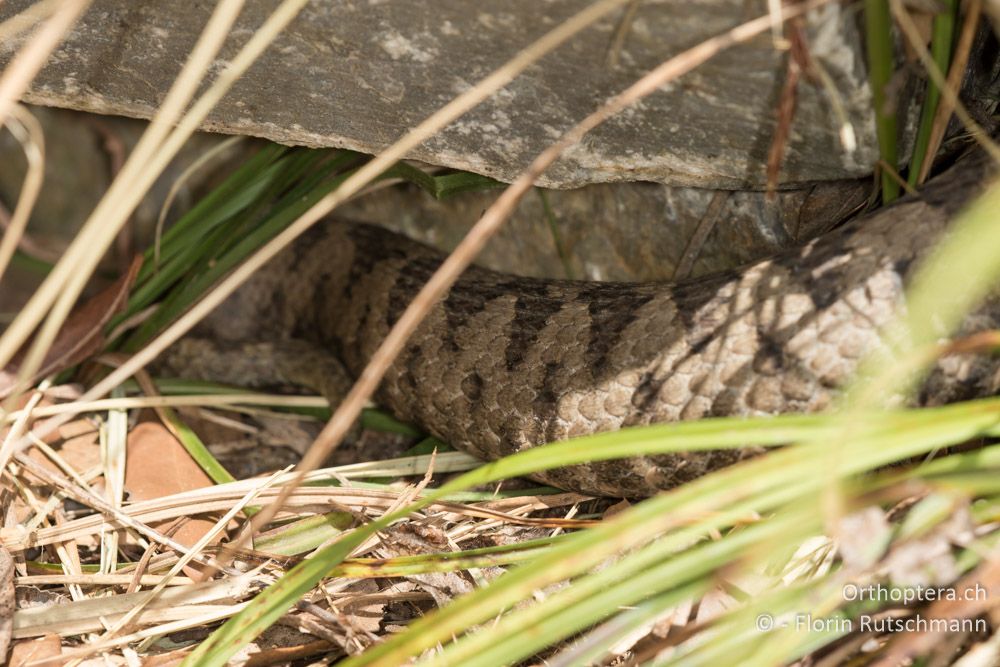 Trächtiges Weibchen der Sandotter (Vipera ammodytes) sonnt sich neben dem Fussweg - GR, Thessalien, Pelion, 17.06.2015