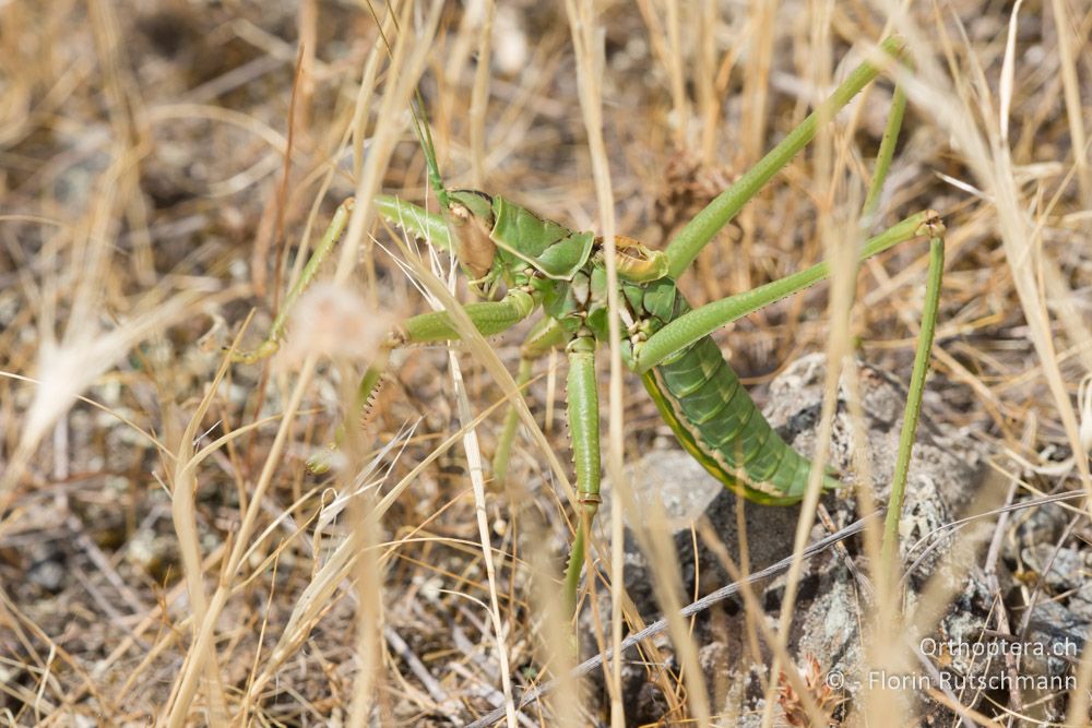Saga hellenica ♂ - GR, Thessalien, Larissa, 22.06.2015