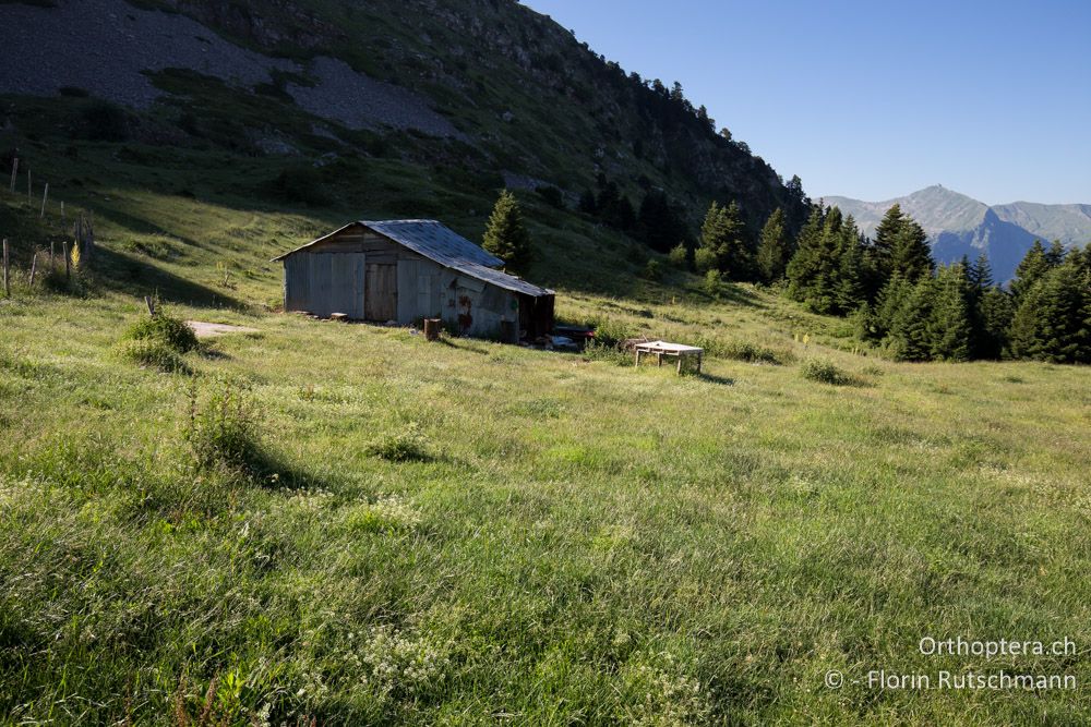 Morgensonne - GR, Thessalien, Pindos-Gebirge, 24.06.2015