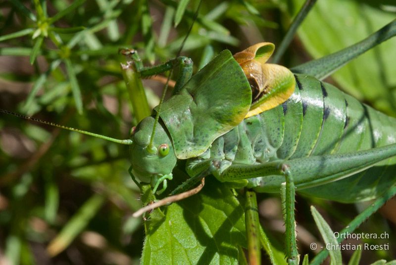 Vorderkörper eines fressenden und singenden ♂ von Polysarcus denticauda - CH, TI, Mt. Generoso, 15.07.2008