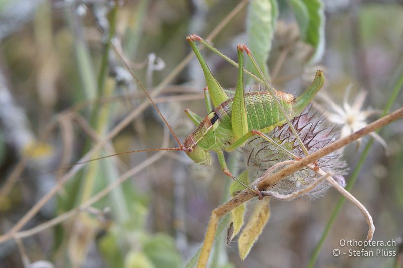 Ancistrura nigrovittata ♀ - GR, Zentralmakedonien, Mt. Hortiatis, 04.07.2017