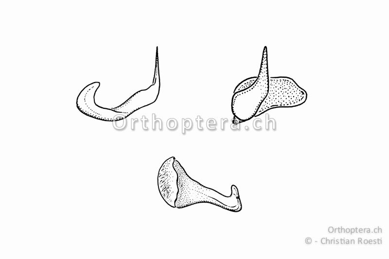 Ventraler Titillator von Gryllotalpa gryllotapa ♂. Links von oben, unten mit der Spitze zum Betrachter und rechts von innen.