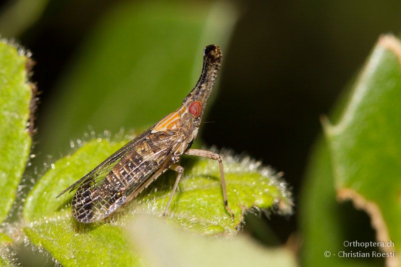 Hemiptera - Asprovalta, 11.07.2012
