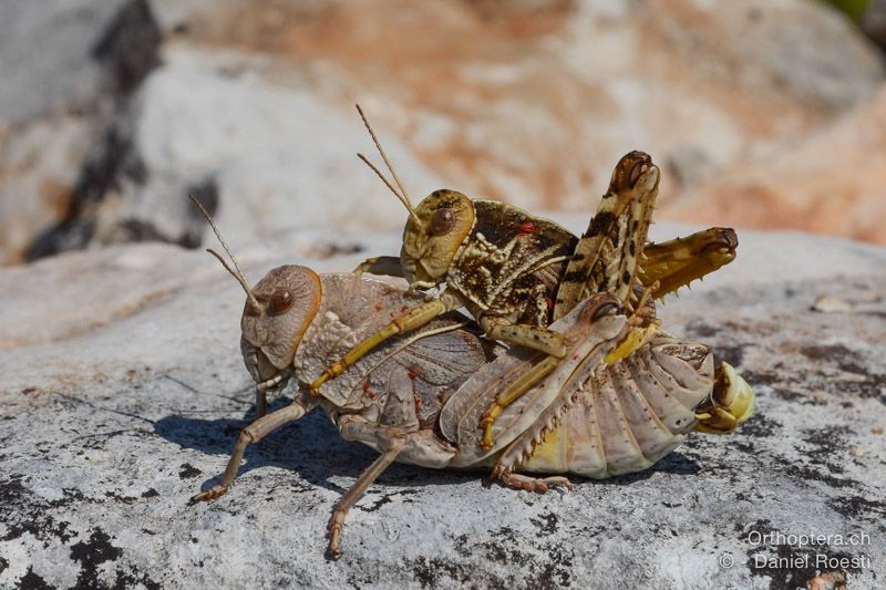 Prionotropis hystrix hystrix, Paarung - HR, Istrien, Svetvinčenat, 19.07.2015