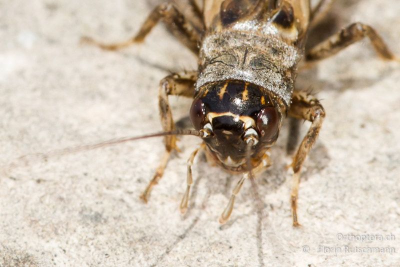 Porträt von Eumodicogryllus bordigalensis ♂ mit einer heller Linie zwischen den Augen und vier hellen Linien auf dem Scheitel - GR, Mittelgriechenland, Karpenisi, 20.06.2013