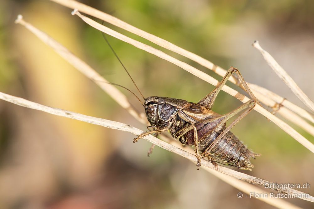 Metrioptera caprai ♂ - IT, Marken, Sibyllini-Gebirge, 09.10.2014