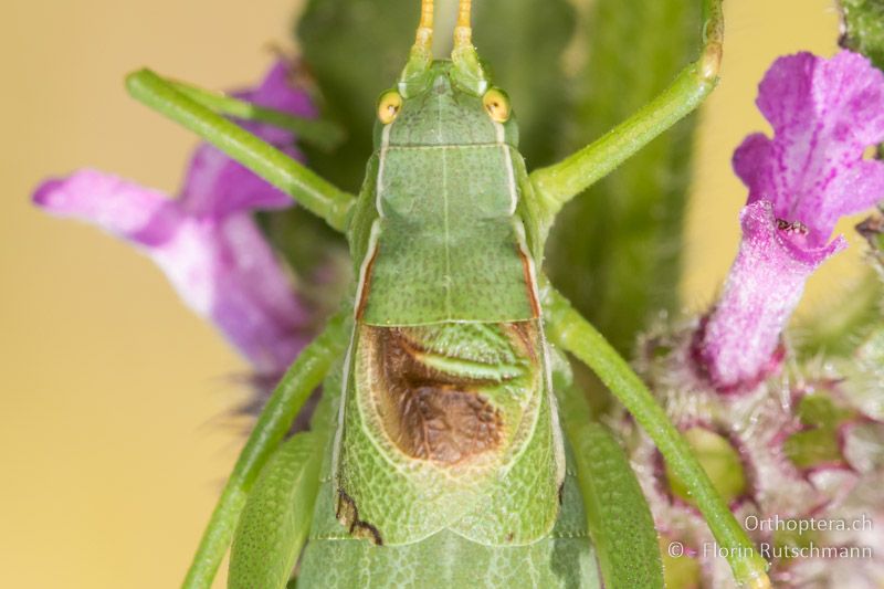 Kopf, Halsschild und Flügel von Isophya modesta ♂ - AT, Burgenland, Rohrbach bei Mattersburg, 05.07.2016