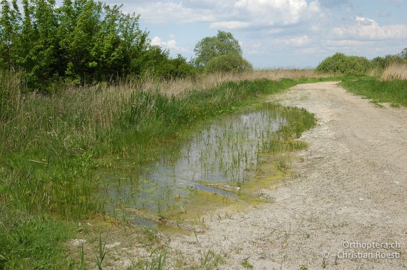 Wegrand am Südufer des Neusiedlersees - HU, Győr-Moson-Sopron, Hidegség, 03.05.2008