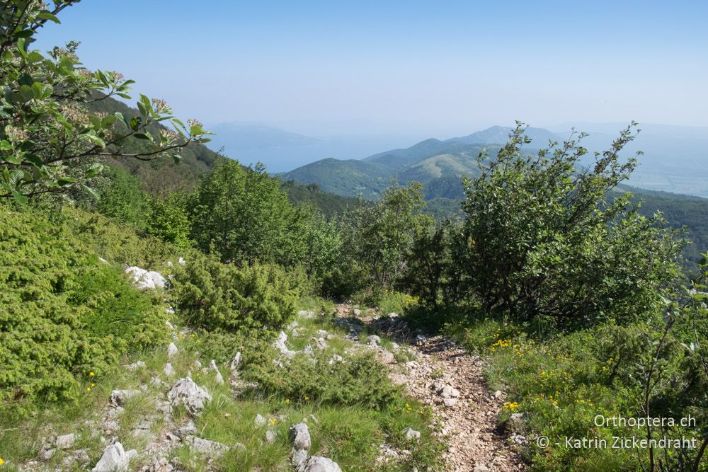 Lebensraum von Polysarcus denticauda etc. - soo schön! - HR, Primorje-gorski Kotar, Vela Učka, 22.06.2016