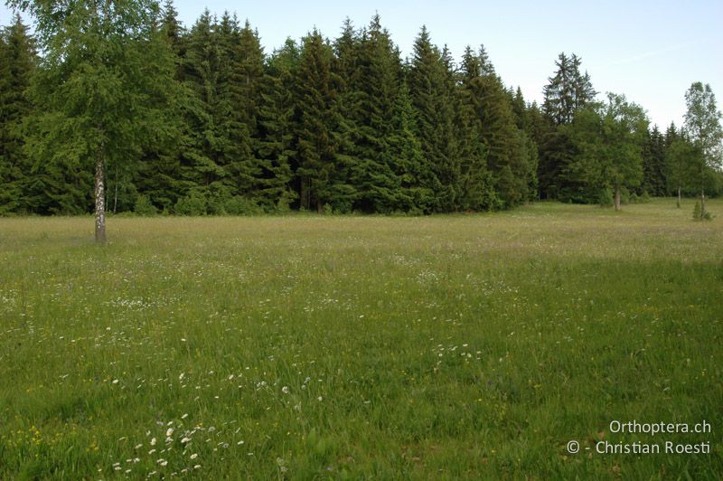 Magerwiese - DE, Baden-Württemberg, Irndorfer Hardt, 24.06.2006