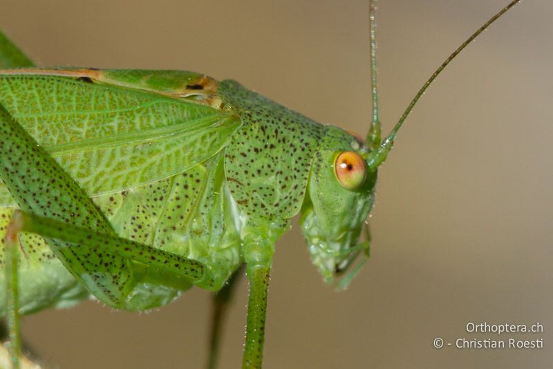 Porträt eines ♂ von Phaneroptera nana - CH, TI, Mt. Caslano, 02.09.2013