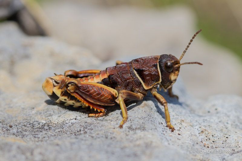 Männchen von Paranocaracris bulgaricus - Mt. Pangeon, 11.07.2012