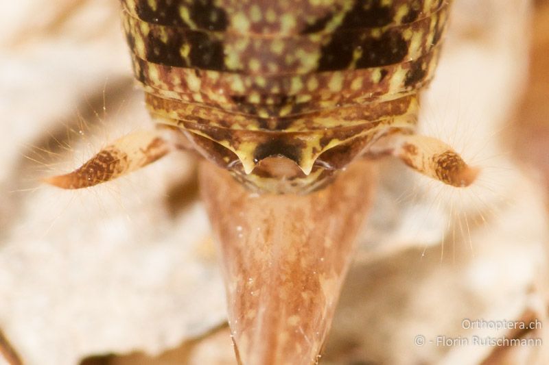 Hinterleibsende von Troglophilus neglectus ♀ von oben betrachtet. Die Endloben des 10. Rückensegments sind kurz und dornartig vorstehend. Dazwischen befindet sich eine halbkreisförmige Ausrandung - HR, Istrien, Pazin, 12.06.2014