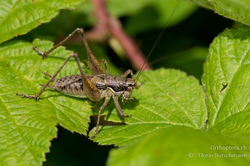 Pachytrachis gracilis ♂ - HR, Istrien, Roc, 01.08.2014