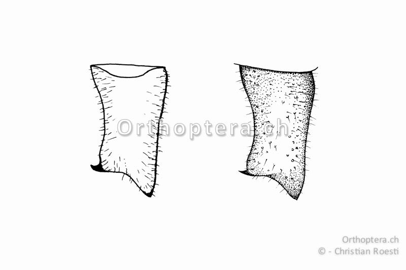 Rechter Cercus von zwei verschiedenen ♂♂ von Ephippiger terrestris bormansi. Der Innenzahn ist deutlich hinter der Mitte und der Cercus hat eine zylindrische Form.
