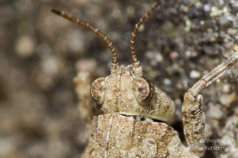 Kopf und Halsschild von Tetrix tenuicornis ♂ von oben. Die Fühlerglieder sind schmal und lang. Der vordere Halsschildrand ist nur leicht stumpfwinklig Richtung Kopf ragend - CH, TG, Immenberg, 05.06.2013