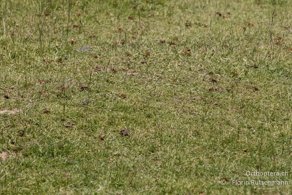 Massenauftreten von Psorodonotus macedonicus und Polysarcus scutatus in einer Intensivweide - GR, Thessalien, Mt. Anilio, 25.06.2015
