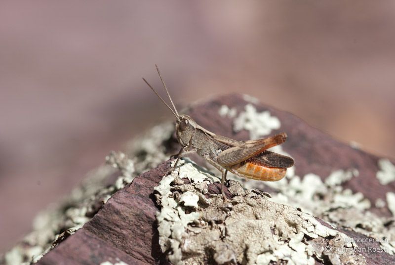Chorthippus vagans, Männchen