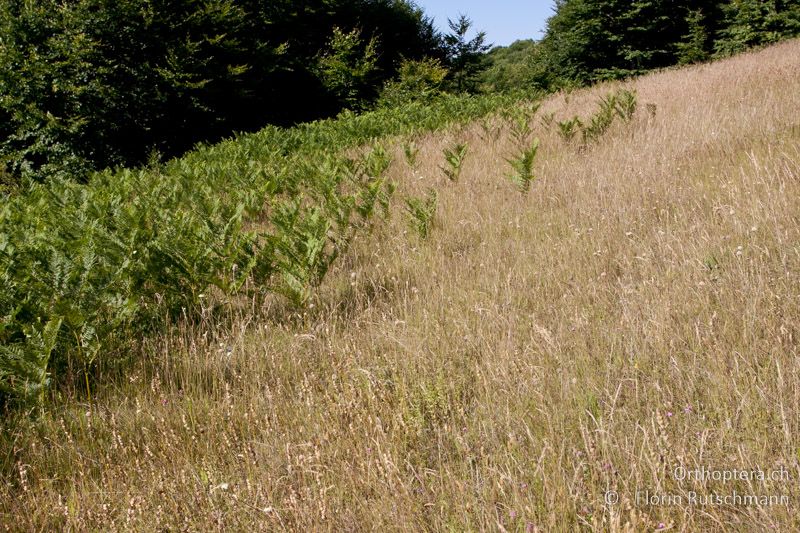 Waldrand mit Adlerfarn - GR, Westmakedonien, Mt. Vernon, 17.07.2011