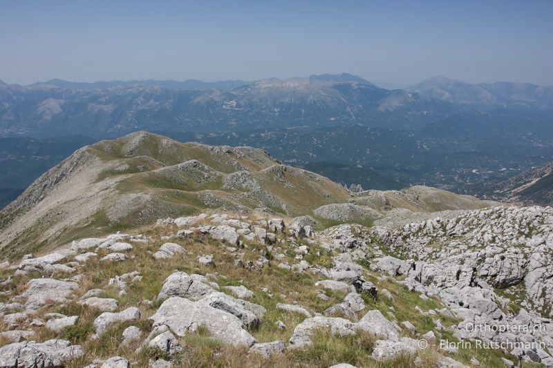 Bergweide - GR, Epirus, Mt. Tomaros, 30.07.2013