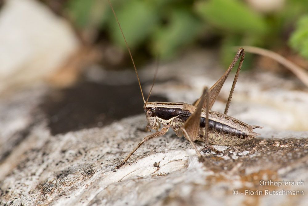 Yersinella beybienkoi ♂ - IT, Marken, Cacciano, 25.09.2014