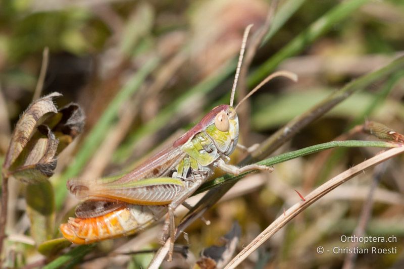 Stenobothrus nigromaculatus ♂, singend - DE, Bayern, Gungolding, 06.08.2008